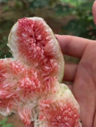 红皮无花果红瓤超诱人,一口下去软糯清甜,饱满多汁,吃一颗就上瘾,老人小孩都能炫着吃 #口感特别好 #优质农产品 #大暑消夏开吃啦 #多吃水果身体好 #果园现摘现发