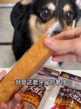 这浓缩后的奶酪棒比大骨头还耐啃,磨牙又解馋,啃完小嘴巴都是香香的! #科学养宠攻略 #萌宠好物 #磨牙棒 #狗零食
