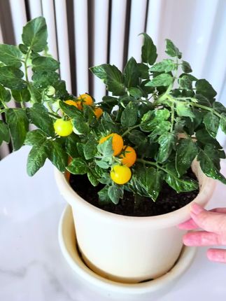 四季盆栽矮生小番茄,#阳台种菜 #矮生小番茄 ,适合养在花盆里的矮生小番茄,比花好看,比花好养!,还可以跟孩子一起观察它生长的过程!