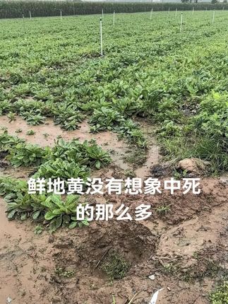 #农业种植 #一份耕耘一份收获 #我为家乡农产品代言 #我的农村生活