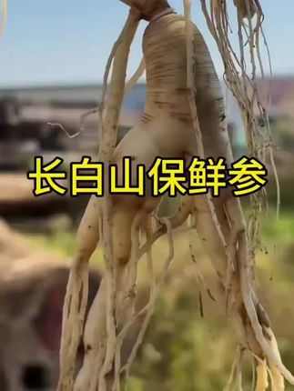 长白山 新鲜人参【买四支送一支】每支45-50g健康滋补精选泡酒#滋补品养生