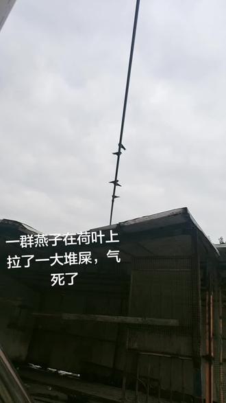 我要被这群燕子气死了飞走一只来两只,直接拉了一堆屎