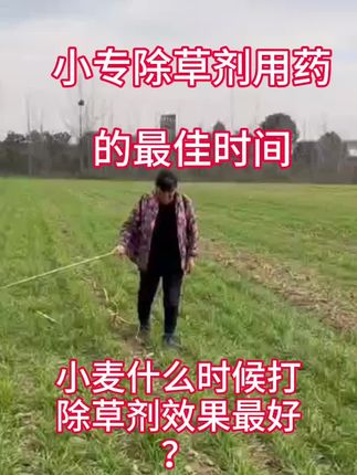 #服务三农支持三农 #小麦 @路漫漫