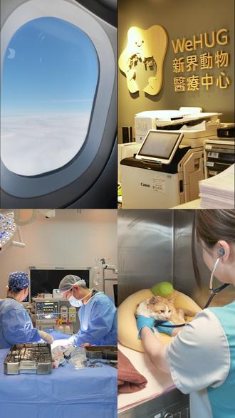 从重庆到香港 维呵员工的总部进修 vlog ✈️ 这趟旅程,我们跨越了1500公里不是为了旅行,而是为了更专业地回来。
📍香港 · WeHUG新界动物医疗中心 我们走了11年的路,是从这里开始
🏥 这次我们把香港十年的经验,完整带回重庆
这也是“专业守护,同理同心”的真正意义
回重庆后,我们在维呵(国际)动物医疗中心
将用更专业的医疗,更温暖的服务 守护每一个毛孩子
因为见过最好的 所以想给你们更好的❤️ #vlog #宠物医院 #维呵呼萌一站式宠物服务 #重庆宠物医院