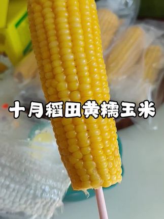 #十月稻田黄糯玉米 承包了我们家天天的早餐,每天早餐必须得有玉米,#软糯香甜 #玉米