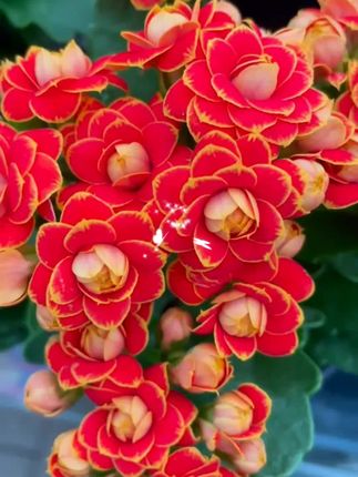 #花卉绿植 #热点 #室内绿植 长寿花苗红颜金狐狸绿植重瓣长寿花大全易种养盆栽新品四季花花卉#赏花