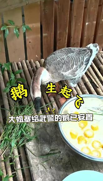 你送的鹅,“鹅”生起飞!在武警驻地有了专属小窝…… #军民鱼水情 #贵州榕江 #救援 #后续 (来源:掌中新贵州)