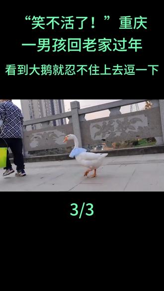 “笑不活了!”重庆,一男孩回老家过年,看到大鹅就忍不住上去逗一下#民生事件