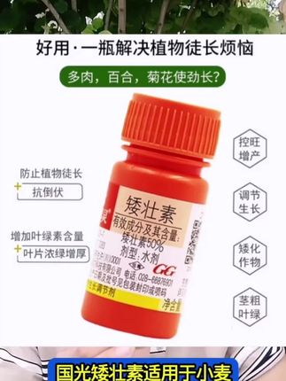 矮壮素 #矮壮素#控旺剂 #控旺#控旺增产增收 #缩节胺