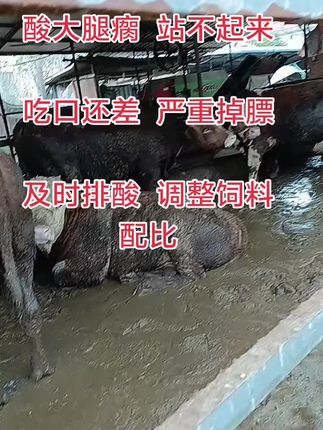 育肥牛酸大腿瘸都是瘤胃不健康引起的,#牛腿瘸 #牛酸大 #育肥牛酸大 #育肥牛腿瘸 #飙能解酸