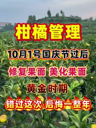 国庆节过后,迎修复果面黄金15天,千万别错过#柑橘管理 #修复果面 #美化果面 #拉皮亮果