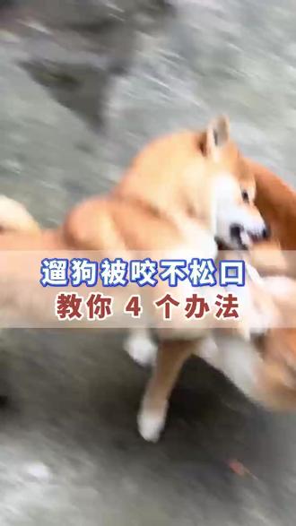 遛狗被咬不松口 教你 4 个办法 #宠物医生#兽医#养狗#毛孩子#宠物知识