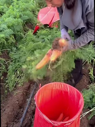 胡萝卜产地新鲜现挖现发#胡萝卜#抖音助农 #超便宜超划算 #大人小孩都爱吃