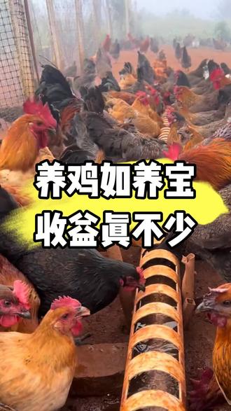 养鸡如养宝,收益真不少#三农 #养鸡小妙招 #养鸡 #养鸡知识