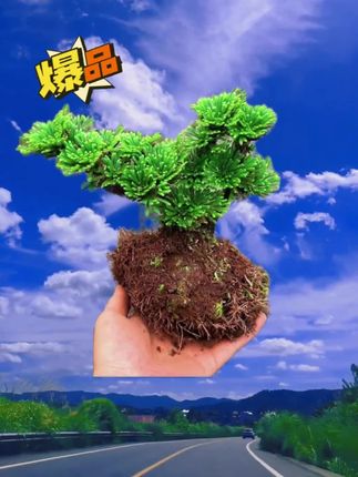 #大自然的馈赠 #卷柏是著名的盆景花卉 #草本植物 #九死还魂草 #植物科普 九死还魂草也叫卷柏,属于多年生草本植物,观型赏叶,主打的特性就是耐干旱而且耐冻.