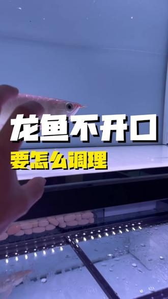 哪天你发现你的#龙鱼拒食 ,要让龙鱼开口吃东西,狠简单!#龙鱼不吃食 #珠海龙鱼