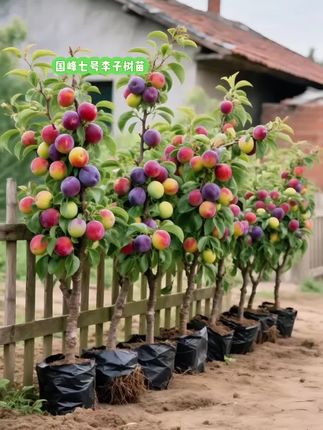 国峰七号李子树苗#硕果累累 #果树苗基地 #果树盆栽 #三农 #果苗种植