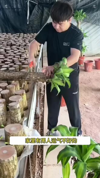宝子们,一年四季常绿的#巴西木来啦,它的叶子翠绿,花期也很好,而且很好养,浇浇水就能存活#水培植物 #花卉绿植 #适合室内摆放的花卉盆栽推荐