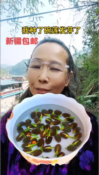 碗莲,水培种值,有口水就能活#碗莲的水养方法 #水培植物
