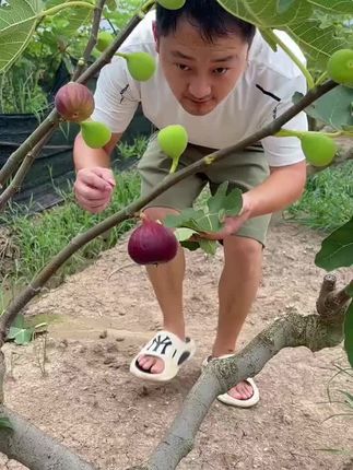 #果树 #果树苗 #无花果 #盆栽果树 #基地直发