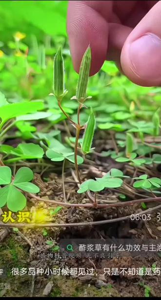 150种中草药#一花一草一世界