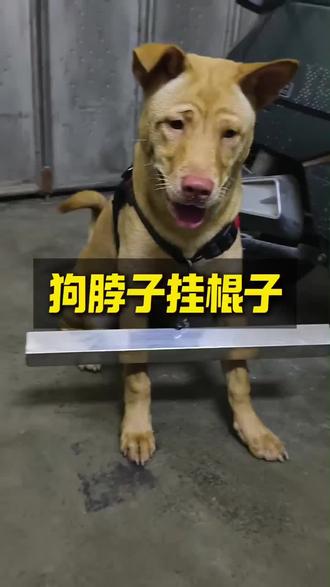 请对号入座,比喻还是隐喻?