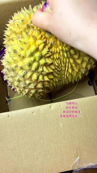 泰国金枕榴莲 @与辉同行 闻着就想“溜”,吃着还想“榴”!211同学,榴莲,你们都吃上了吗?#与辉同行 #榴莲开箱视频 #与辉同行山东行 #董宇辉拥有暖评最多的评论区 #榴莲