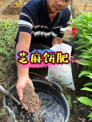 饼肥水真的太好用了。#种菜小技巧 #家庭种植 #有机饼肥