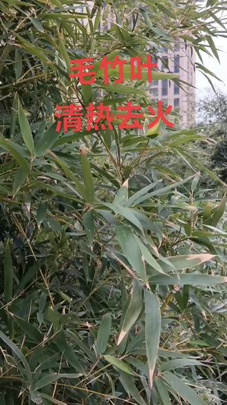 你的家乡有这种植物吗 毛竹叶清热去火,用用就开心