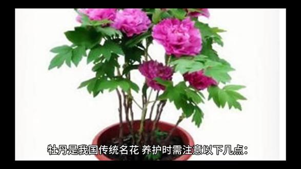 牡丹如何养护