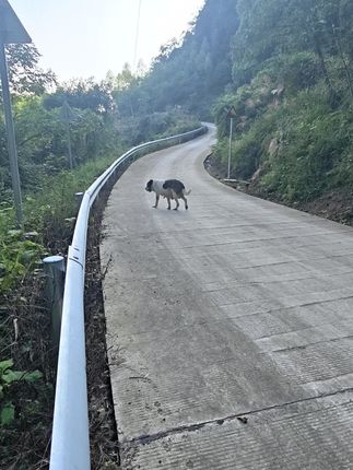 这不比它老公听话😂#护卫犬 #我和我的狗 #狗是人类最忠诚的朋友请善待它 #猛犬保镖 #大型犬