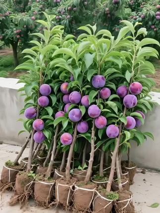 #李子树苗 #国峰七号李子树苗 #果树种植