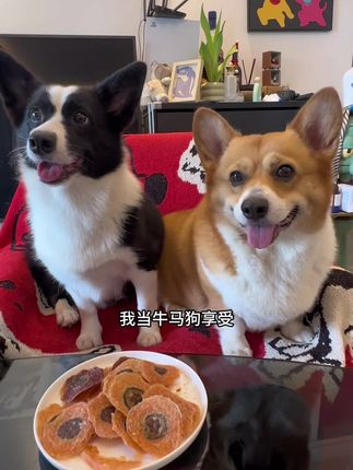换季容易干燥上火,黄瓜鸭肉零食适合给狗狗下火 #狗狗零食 #萌宠好物 #狗零食 #宠物吃货 #家有馋狗