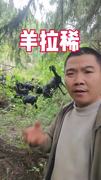 内容比较粗糙,望大家理解。
#养羊 #羊拉稀