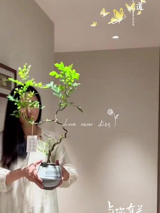 #九里香 #九里香绿植 #九里香也叫千里眼 #家的样子就是你灵魂的样子 #绿植盆栽