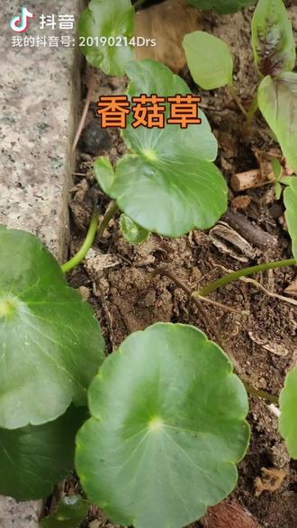 #铜钱草#香菇草#一日一植物 #爬山识百草