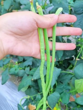 #三农 #农家自种#酸豆角 #在家种菜 #绿色蔬菜 豆橛子新鲜的啦