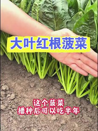 #菠菜种子 #大叶菠菜 #优质农产品 #蔬菜种植 #阳台小院均可种植