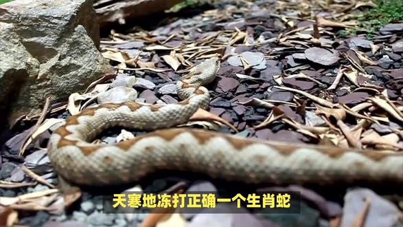 天寒地冻打正确一个生肖蛇! #内容启发搜索