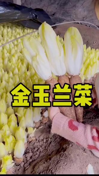 金玉兰# 又叫菊苣菜# 现在正是栽种的季节# ##新鲜采摘 口感特别好 #助力三农