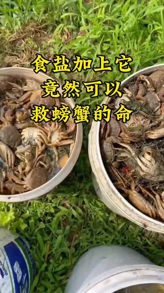 食盐加上它竟然可以救螃蟹的命#螃蟹养殖 #大闸蟹养殖 #小龙虾养殖 #抖音助农 #水产养殖 @DOU+小助手