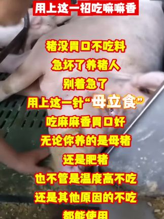 猪不吃料,这个办法很好用