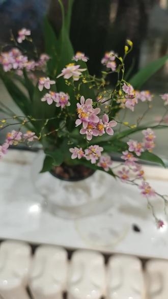 #文心兰 #梦香兰 #云舍花卉 #黄梦宇直播间 #抖音买花 我的梦香兰太美了,这是我在抖音买的第一盆花 然后接连种草了垂丝茉莉,香妃茶花。姐妹们你们都买过什么花?