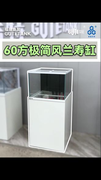 60*60*45,非常标准的兰寿泰狮缸,地方长度受限又想多养几只鱼的可以考虑这个尺寸 #超白鱼缸 #观赏鱼 #源头实力厂家 #鱼缸定制 #养鱼日记