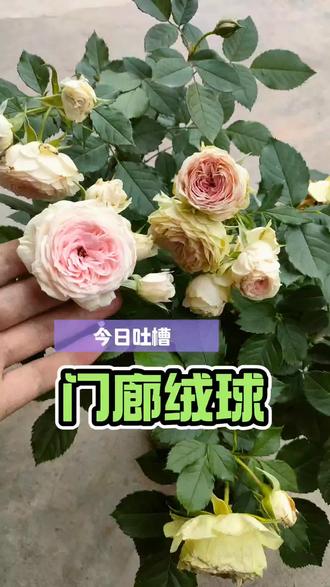 花期超长但是不耐雨淋的门廊绒球,你淘汰了吗? 门廊绒球根系弱
长得慢
如果想入手的话
推荐根接或者棒棒糖
#门廊绒球 #月季 #月季品种推荐 #