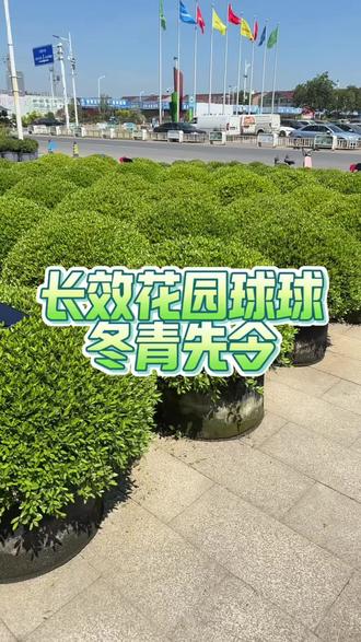 长效花园球球-冬青先令 东青先令球在我2019年第一次在夏溪花木市场看到它的时候,就对这个球球非常喜欢,颜值高,好养护,生长周期长,未来花园中它的身影一定不容忽视。#冬青先令#庭院花园#懒人花园#长效花园