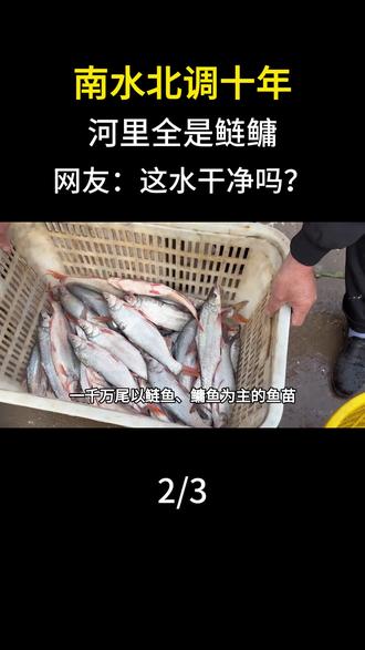 南水北调十年,河里全是鲢鳙,网友:这水干净吗?