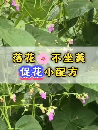 落花🌼不坐荚,促花小配方!#豆角种植 #豆角高产技术 #豆角种植技术 #促花保果 #三农