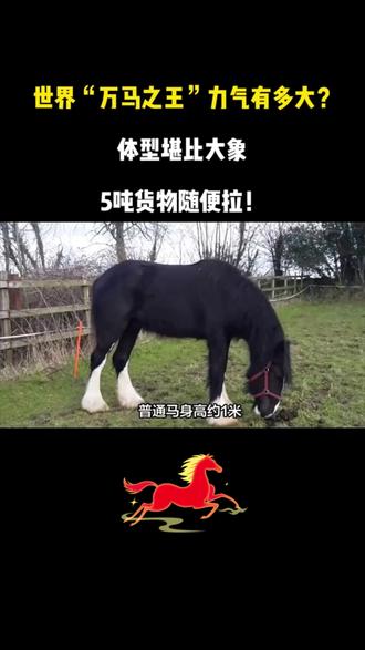 世界“万马之王”力气有多大?体型堪比大象,5吨货物随便拉!
