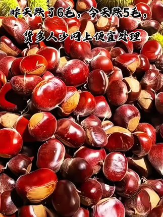 新栗子上市了,都是新鲜老树现摘现发#新鲜采摘 #板栗 #优质农产品 #三农种植 #大自然馈赠